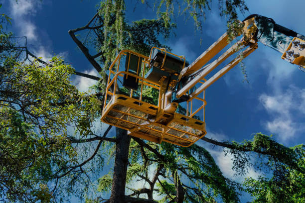 Best Storm Damage Tree Cleanup  in Spotswood, NJ