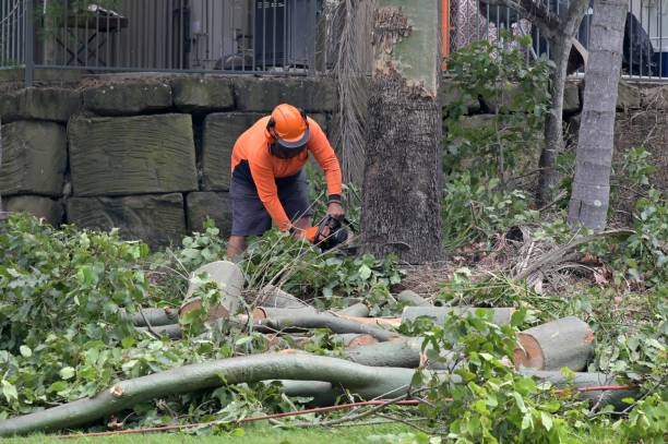 Professional Tree Services in Spotswood, NJ