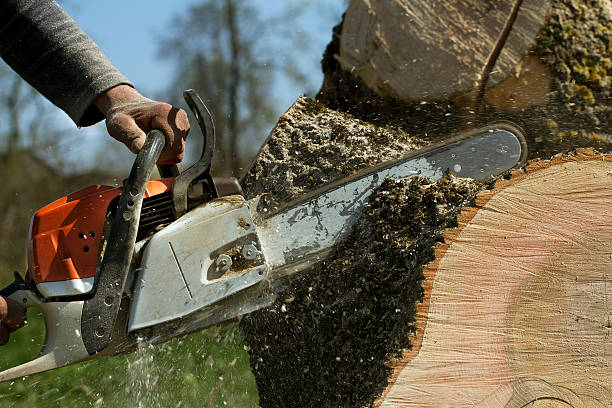 How Our Tree Care Process Works  in  Spotswood, NJ